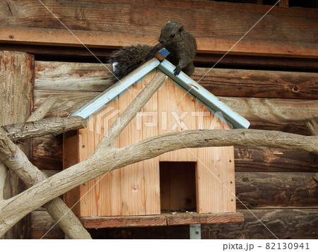 タイワンリス 82130941