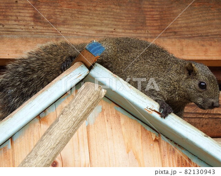 タイワンリス 82130943