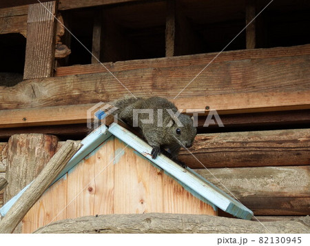 タイワンリス 82130945