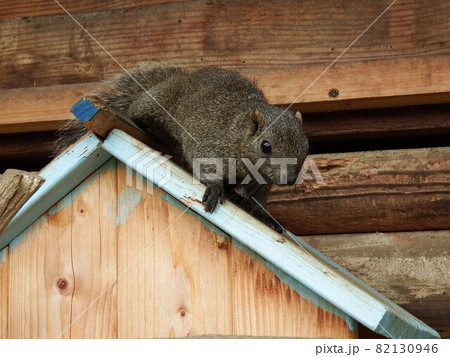 タイワンリス 82130946