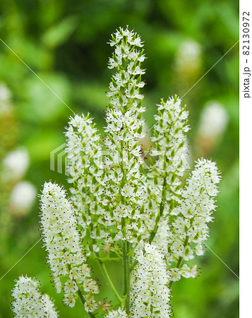 尾瀬へと向かう登山道に咲くコバイケイソウ 82130972