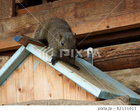 タイワンリス 82131011