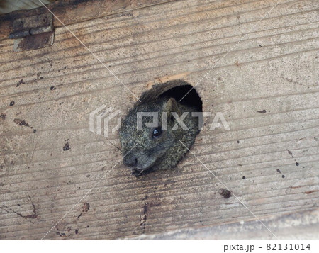 タイワンリス 82131014