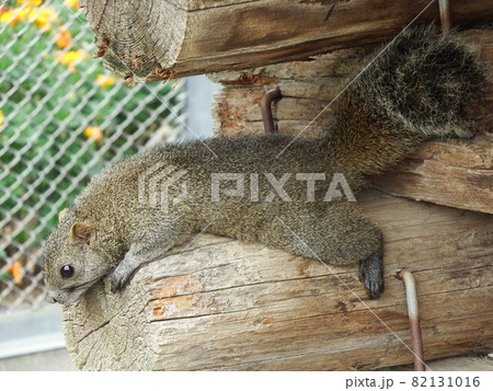 タイワンリス 82131016