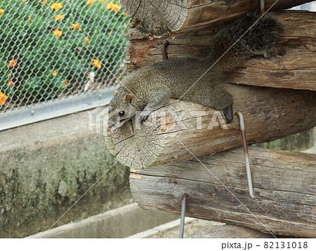 タイワンリス 82131018