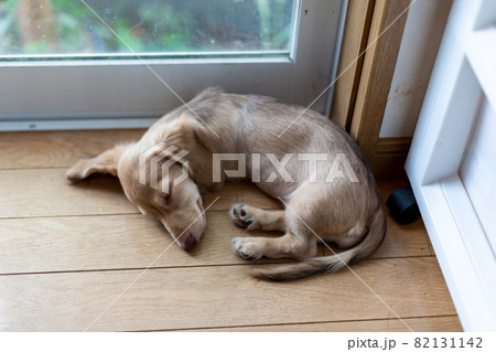 仔犬 カニンヘンダックスフンド 仔犬 カニンヘンダックスフンド 82131142