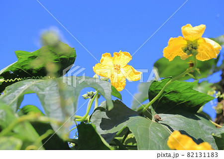 黄色いヘチマの花の写真素材 1311