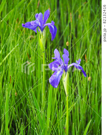 尾瀬ケ原に咲くカキツバタ 82132416