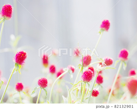 センニチコウが咲く風景 82132901