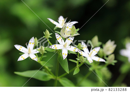 アケボノソウ（5枚の花弁） 82133288