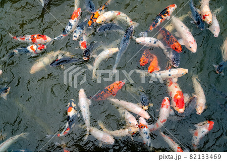 池で餌を食べる錦鯉 池で餌を食べる錦鯉 82133469