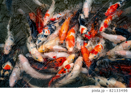 池で餌を食べる錦鯉 82133496