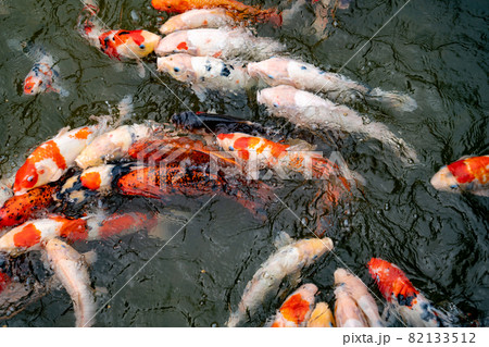池で餌を食べる錦鯉 82133512