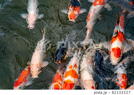 池で餌を食べる錦鯉の写真素材