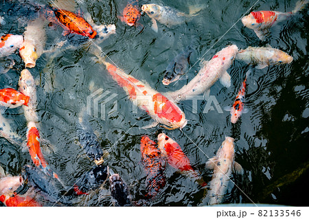 池で餌を食べる錦鯉 82133546