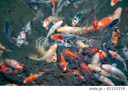 池で餌を食べる錦鯉 82133559