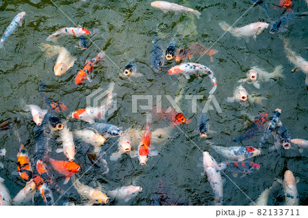 池で餌を食べる錦鯉の写真素材