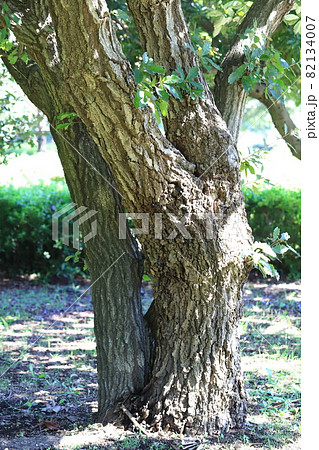 小楢（コナラ）の幹と樹皮 82134007