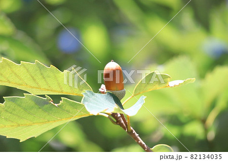 小楢（コナラ）の実 82134035