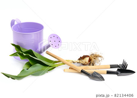 Tulip bulbs, garden watering can and gardening tools isolated on white . Free space for text. Tulip bulbs, garden watering can and gardening tools isolated on white . Free space for text. 82134406