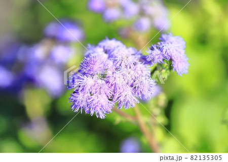 紫色のアゲラタム かっこうあざみ の花の写真素材