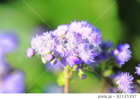 紫色のアゲラタム(かっこうあざみ)の花 紫色のアゲラタム(かっこうあざみ)の花 82135307
