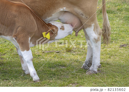 Brown cow and calf suckling in the meadow 82135602