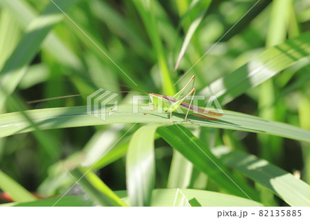 草の上のバッタ 82135885