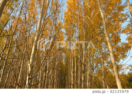 Autumn Trees Autumn Trees 82135979