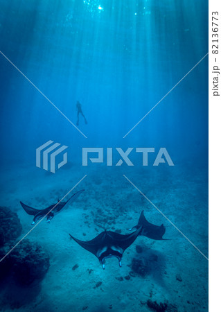 Manta rays in the blue water of the ocean 82136773