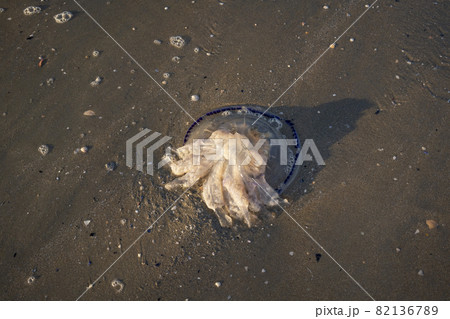 Big Barrel jellyfish death on the beach Big Barrel jellyfish death on the beach 82136789
