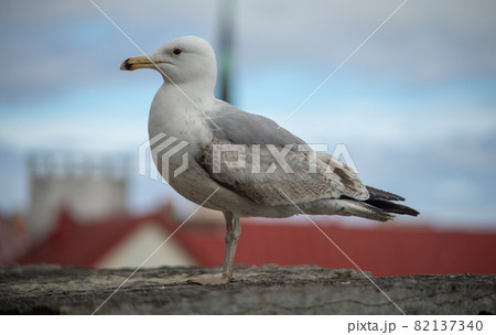 Seagull on a concrete slab on the background of the Old town in Tallinn 82137340