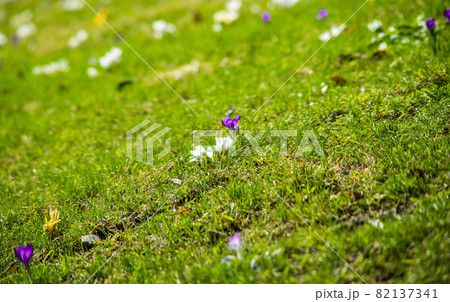 Multicolored spring flowers on a green lawn, shot with a shallow depth of field 82137341