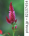 花 82137454