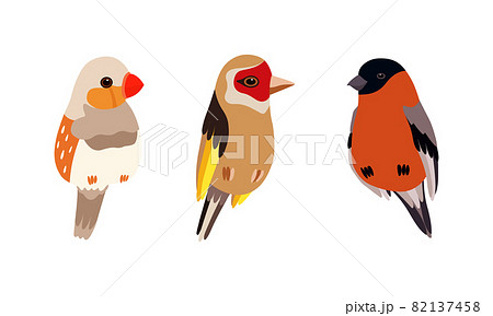 Perching Birds as Winged Feathered Creature with Bright Plumage Vector Set 82137458