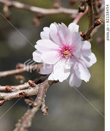 Higan cherry, Prunus subhirtella 82138454