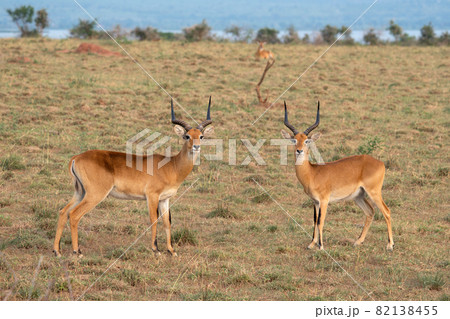 Uganda Kob, Kobus thomasi Uganda Kob, Kobus thomasi 82138455