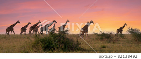Baringo Giraffe, Giraffa camelopardalis Baringo Giraffe, Giraffa camelopardalis 82138492