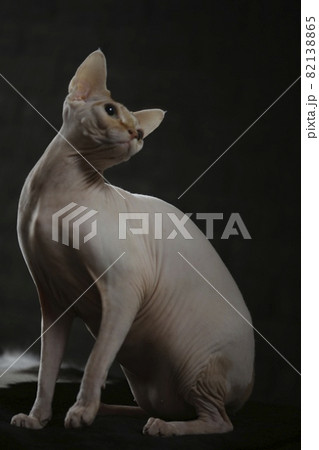 Portrait of a bald cat. The Sphynx cat breed is hairless animals without hair. Portrait of a bald cat. The Sphynx cat breed is hairless animals without hair. 82138865
