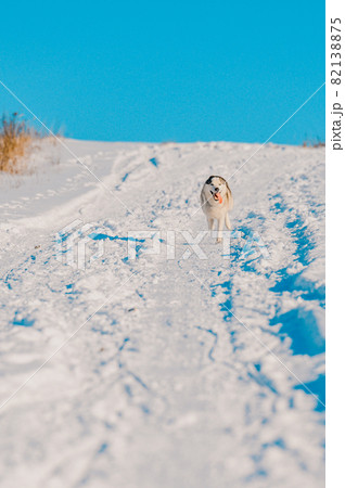 Husky jogging in the field, snowy road and dog. Husky jogging in the field, snowy road and dog. 82138875