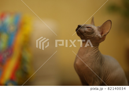 Portrait of a bald cat. The Sphynx cat breed is hairless animals without hair. Portrait of a bald cat. The Sphynx cat breed is hairless animals without hair. 82140034