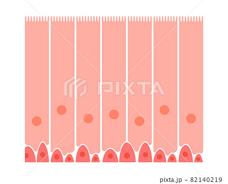 Epithelium of nasal mucosa Epithelium of nasal mucosa 82140219