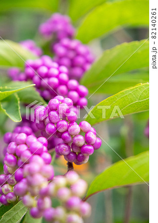 対象につける緑の葉の中に紫色のつぶつぶ並べてつける小紫の実 82140261