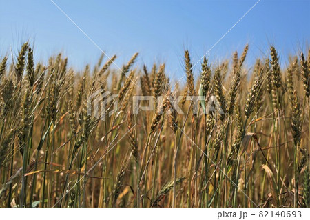 麦畑 82140693