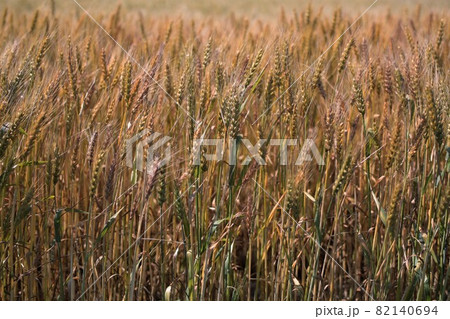 麦畑 82140694