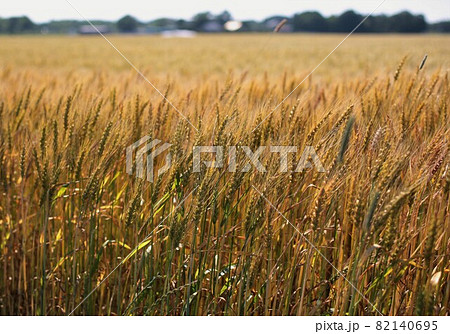 麦畑 82140695
