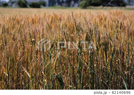 麦畑 82140696