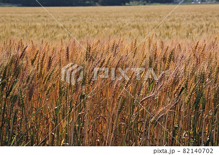 麦畑 麦畑 82140702