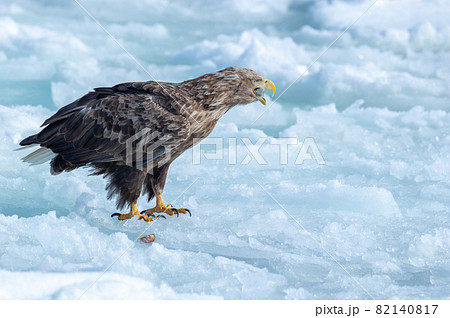 知床 冬 知床 冬 82140817