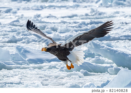 知床　冬 82140828